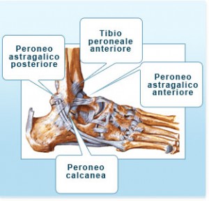 anatomia_caviglia1